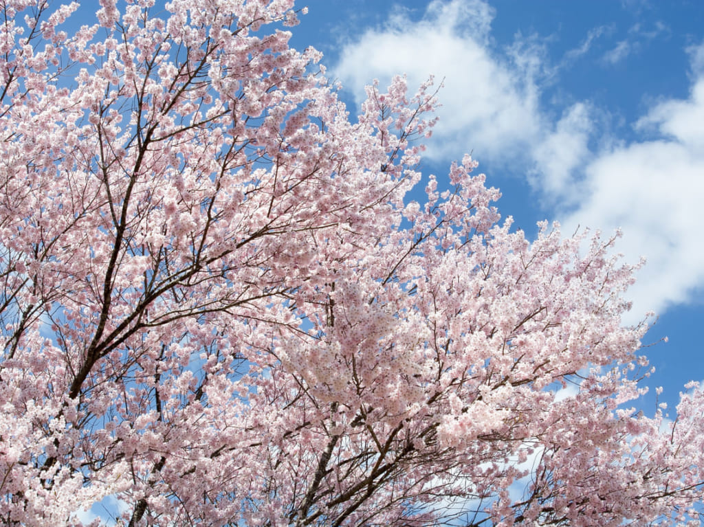桜の画像　フリー