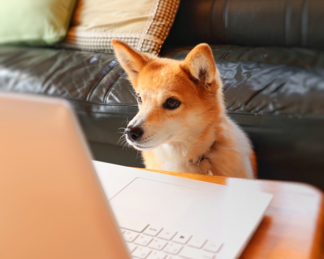 犬がパソコンを見ている写真
