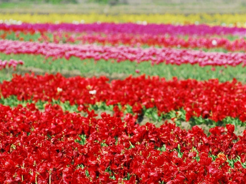 チューリップの花畑