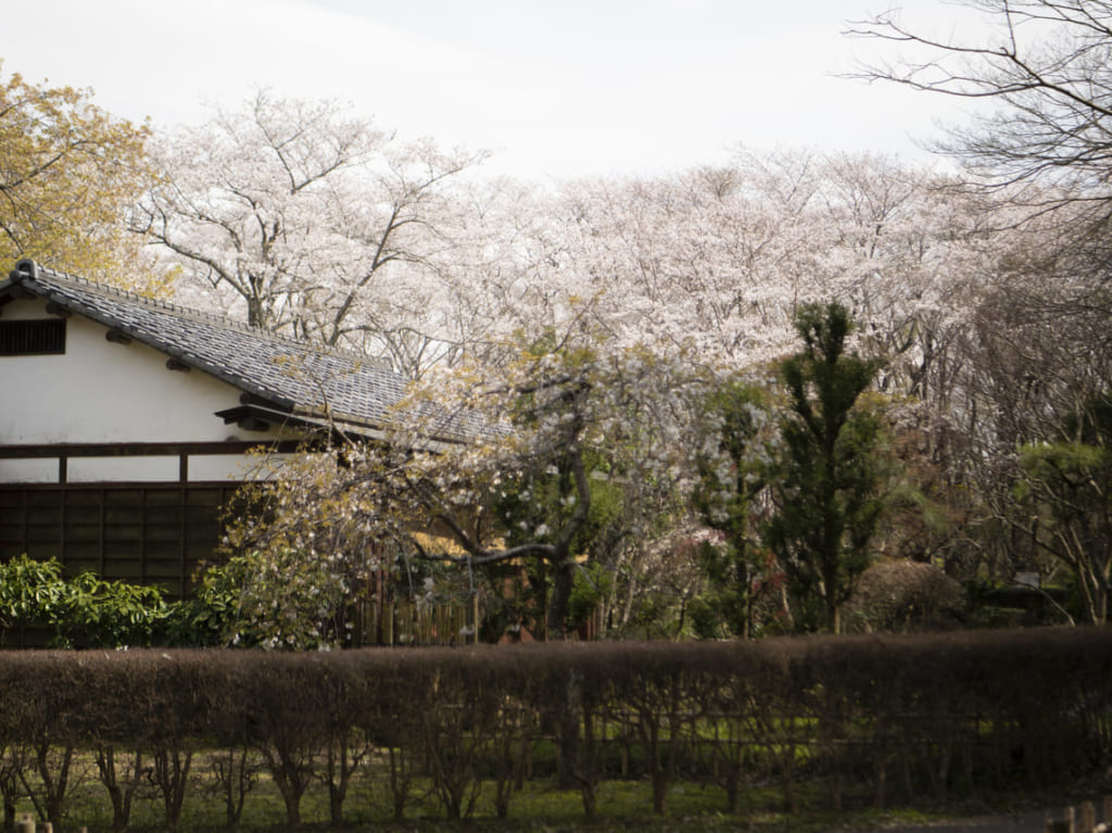 日本屋敷と桜