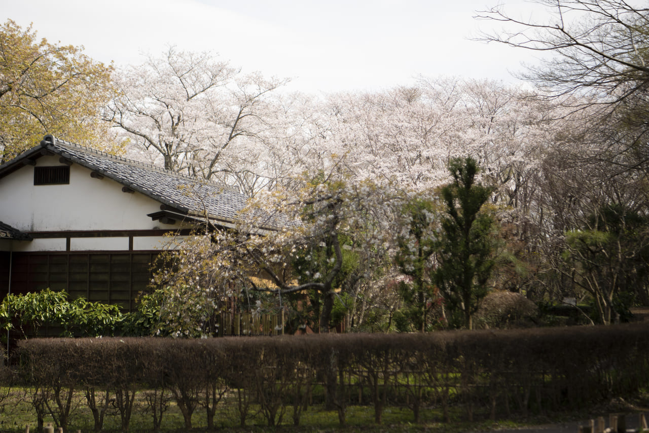 日本屋敷と桜