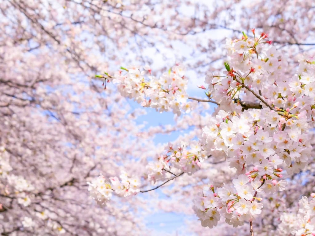 桜