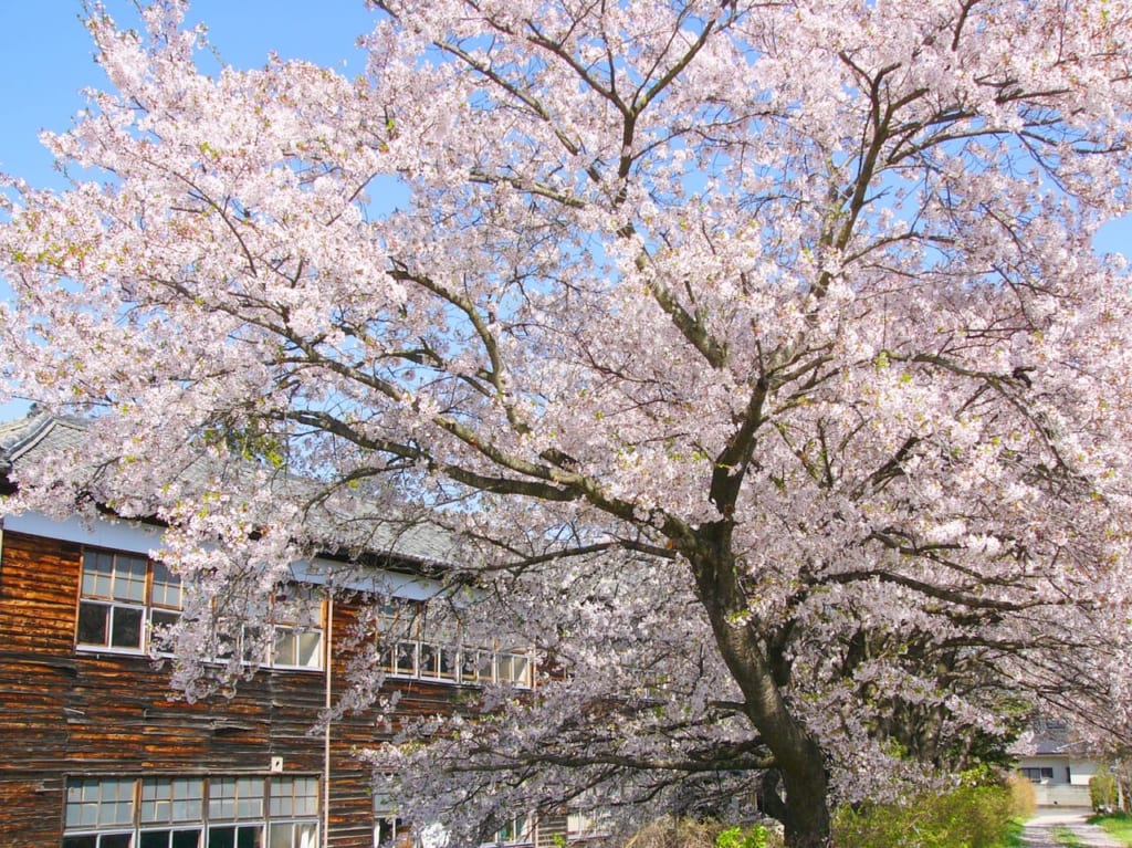 校舎と桜の木