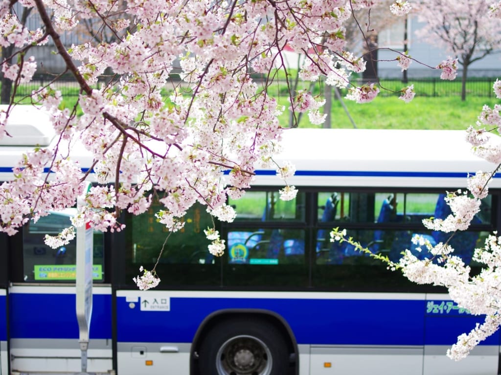 バスと桜