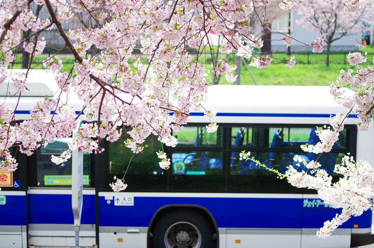 バスと桜