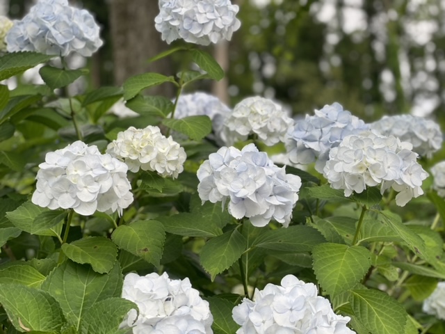 四街道市 千代田調整池のすぐ近く アジサイ広場 の紫陽花たちが見事に満開 今週末あたりが最後の見頃となるかも 号外net 佐倉市 四街道市 八街市