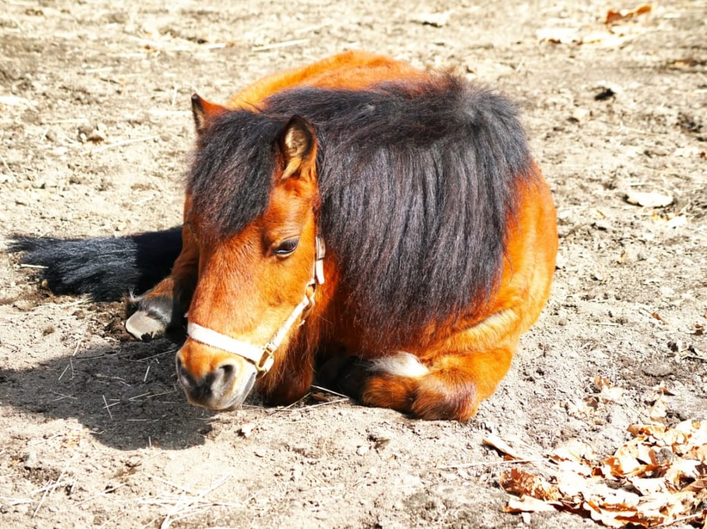 寝そべる可愛いポニー