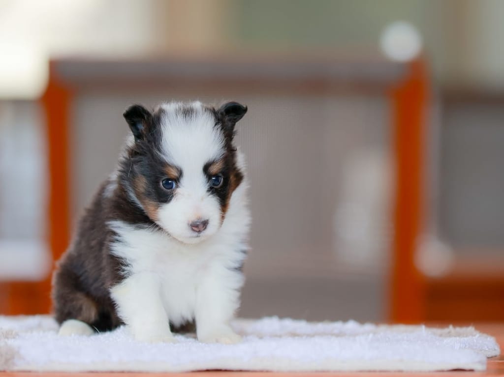 シェットランドシープドッグ（シェルティ）の子犬