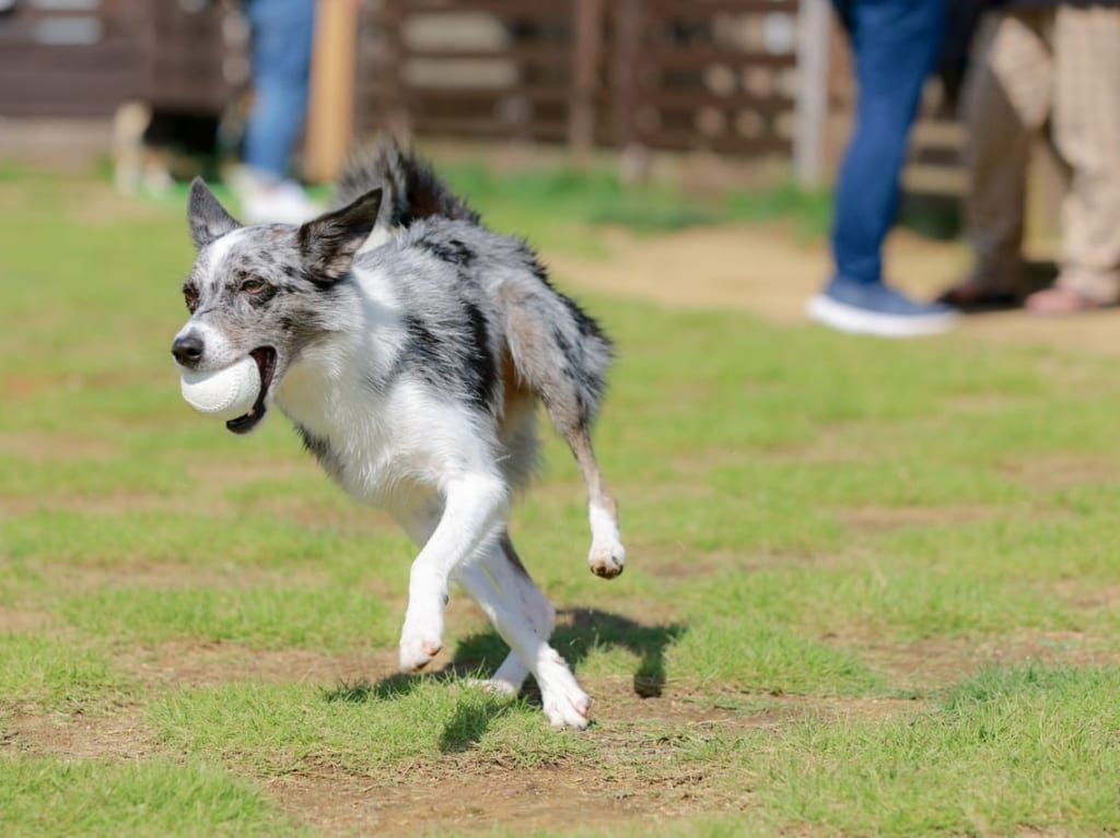 ドッグランで走るボーダーコリー犬