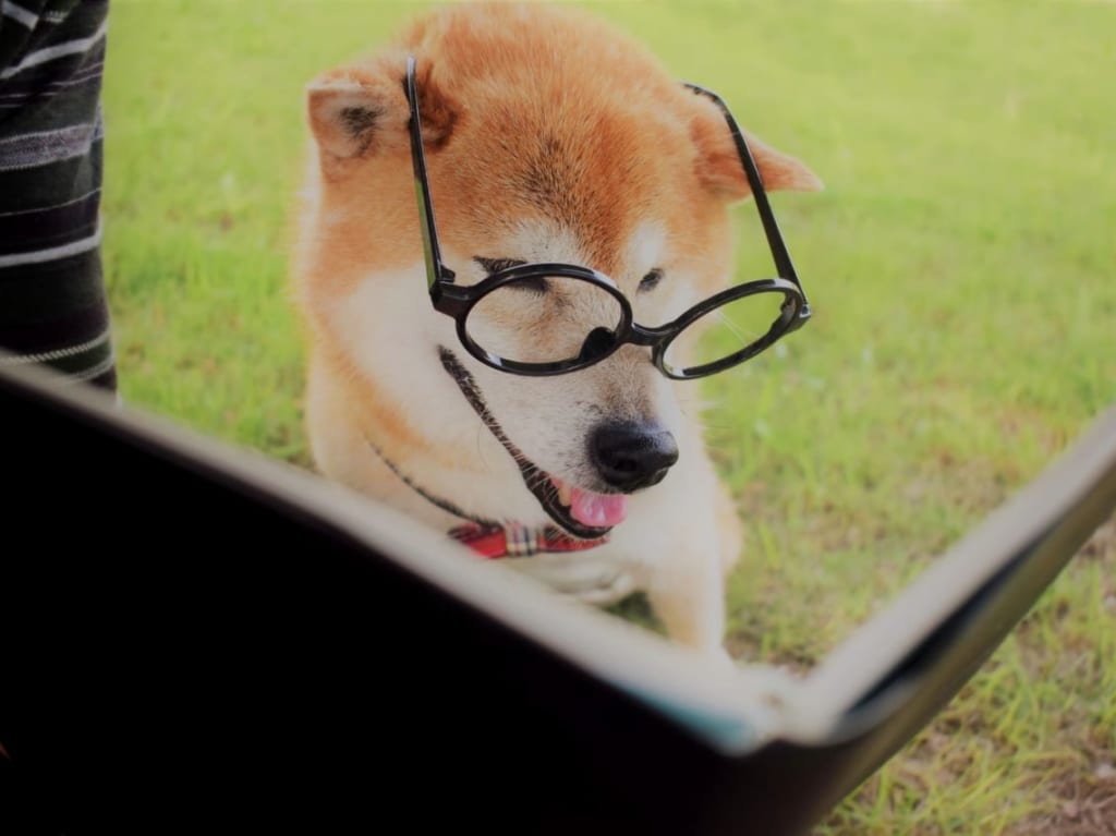 眼鏡をかけた犬に本をみせる