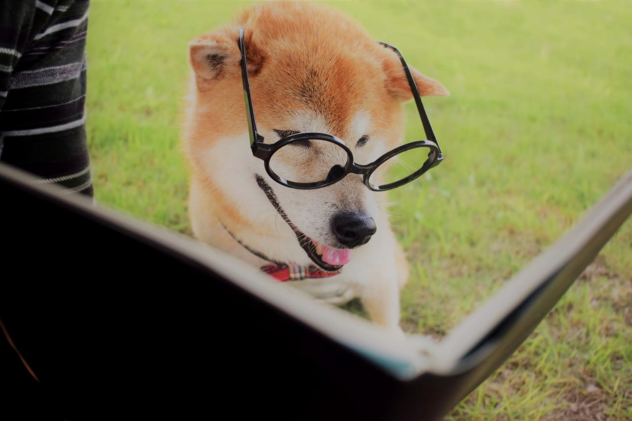 眼鏡をかけた犬に本をみせる