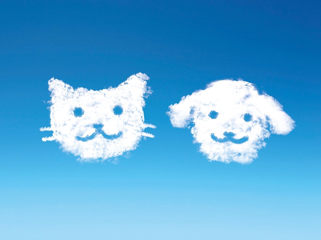 犬と猫の雲