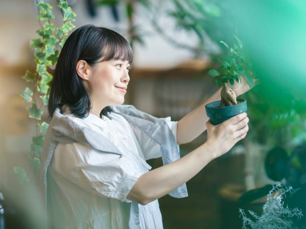観葉植物のお世話をする女性