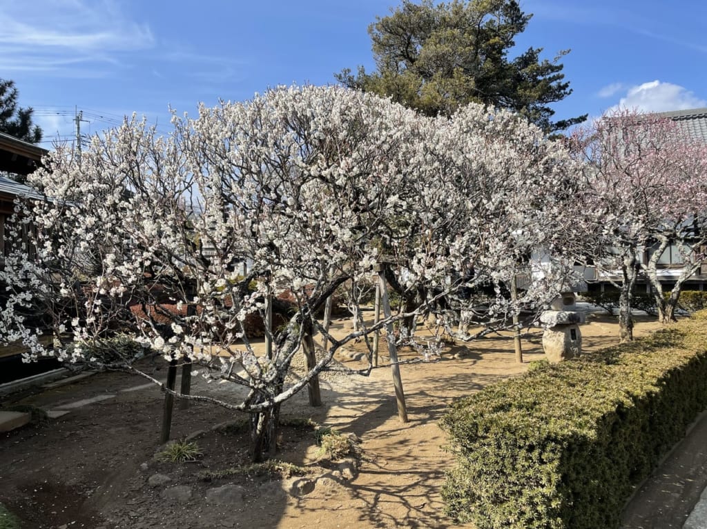 宝樹院の白梅
