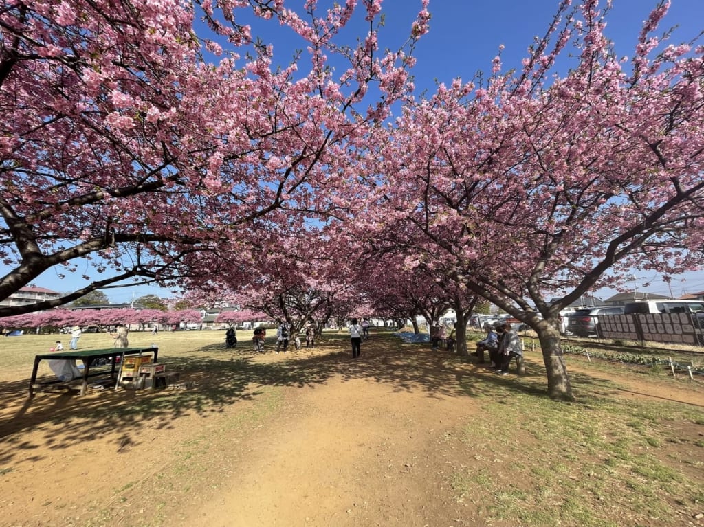 西志津多目的広場の河津桜