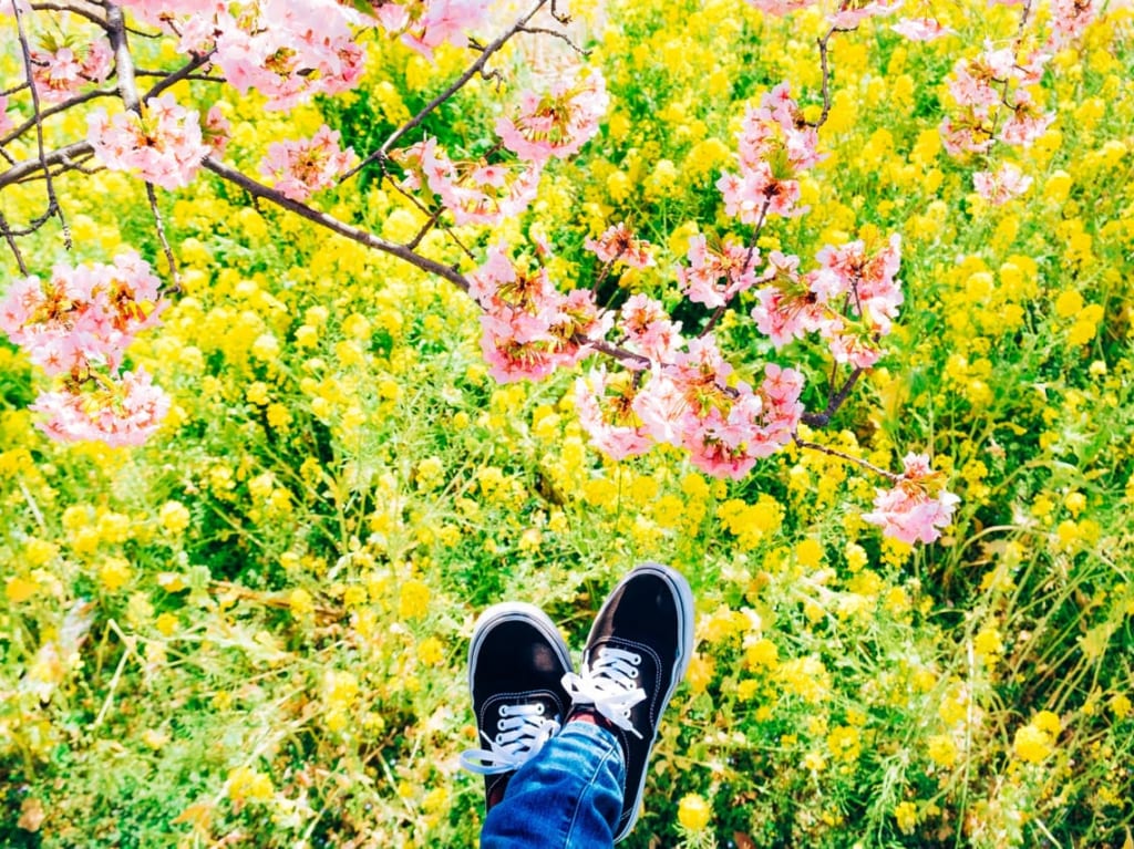 桜と菜の花と足