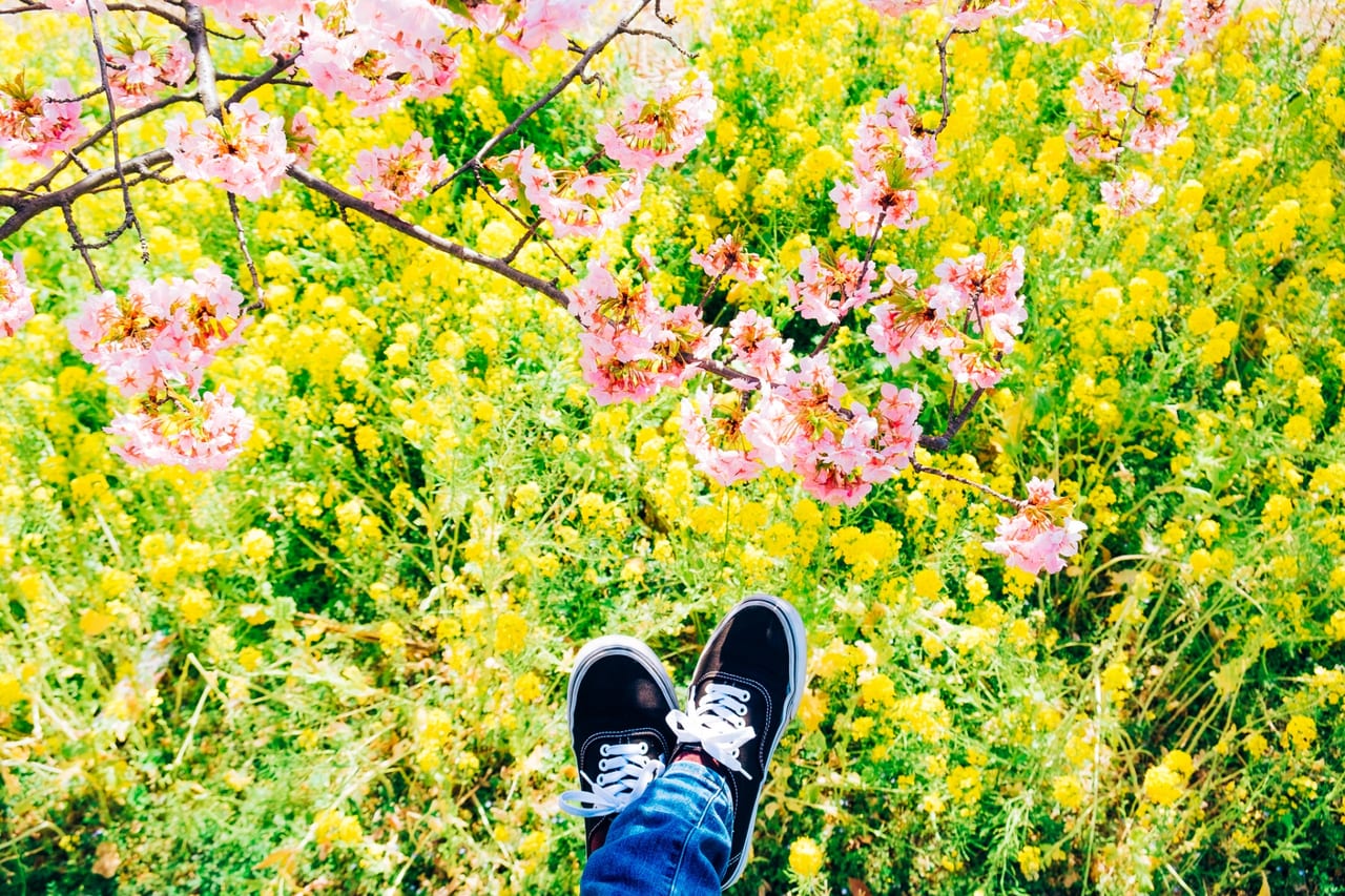 桜と菜の花と足