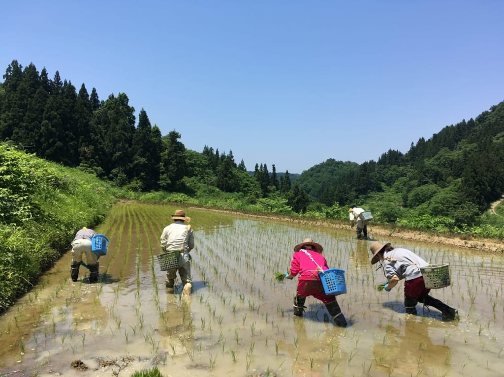 田植えを手でする人たち