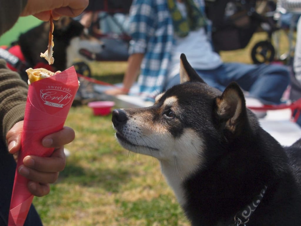 犬とクレープ