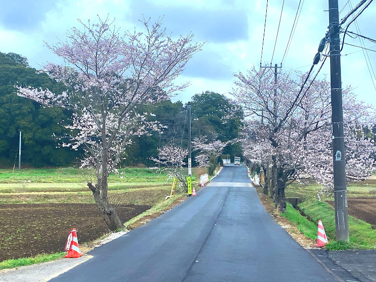 2023根古谷の桜
