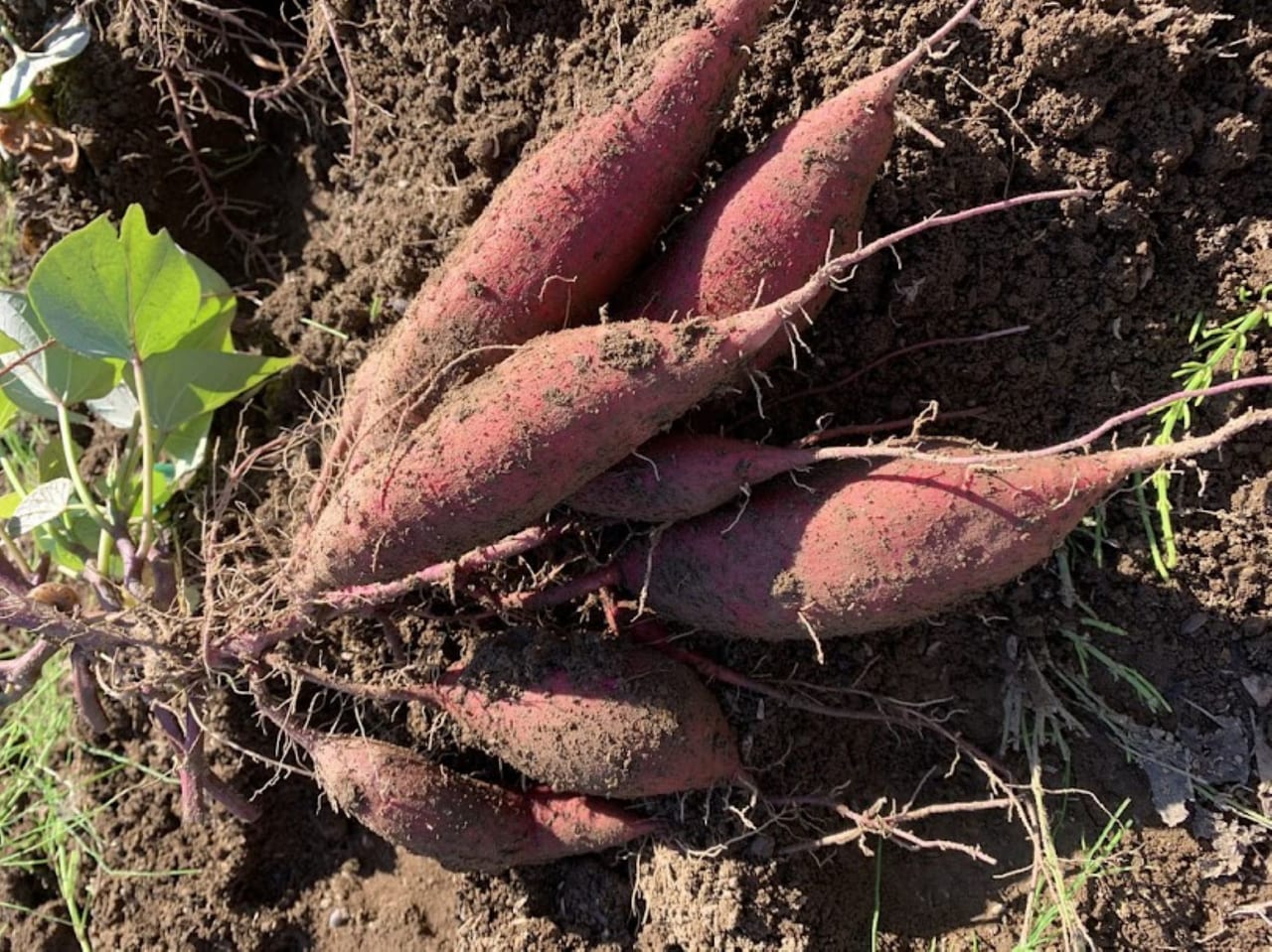 親子向け収穫農作業体験 サツマイモを食べて掘ってみよう