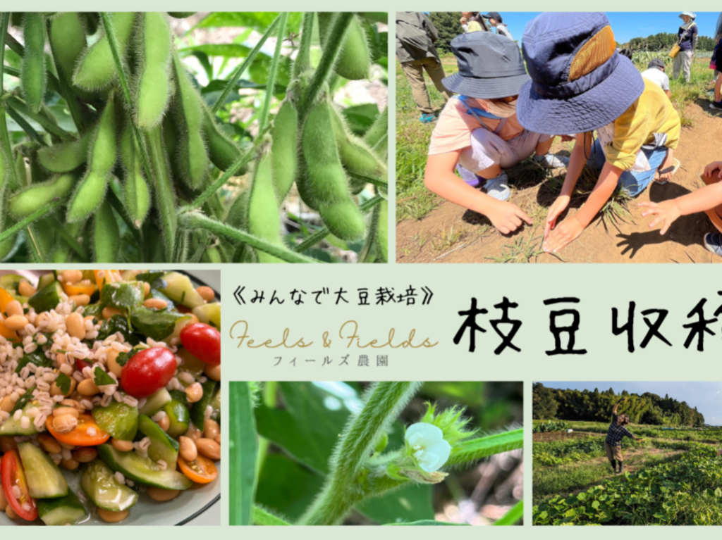 フィールズ農園枝豆収穫祭