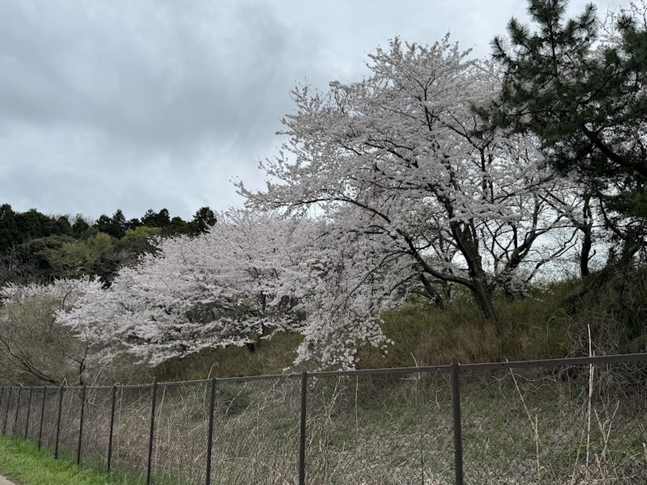 宮の杜と生谷の桜