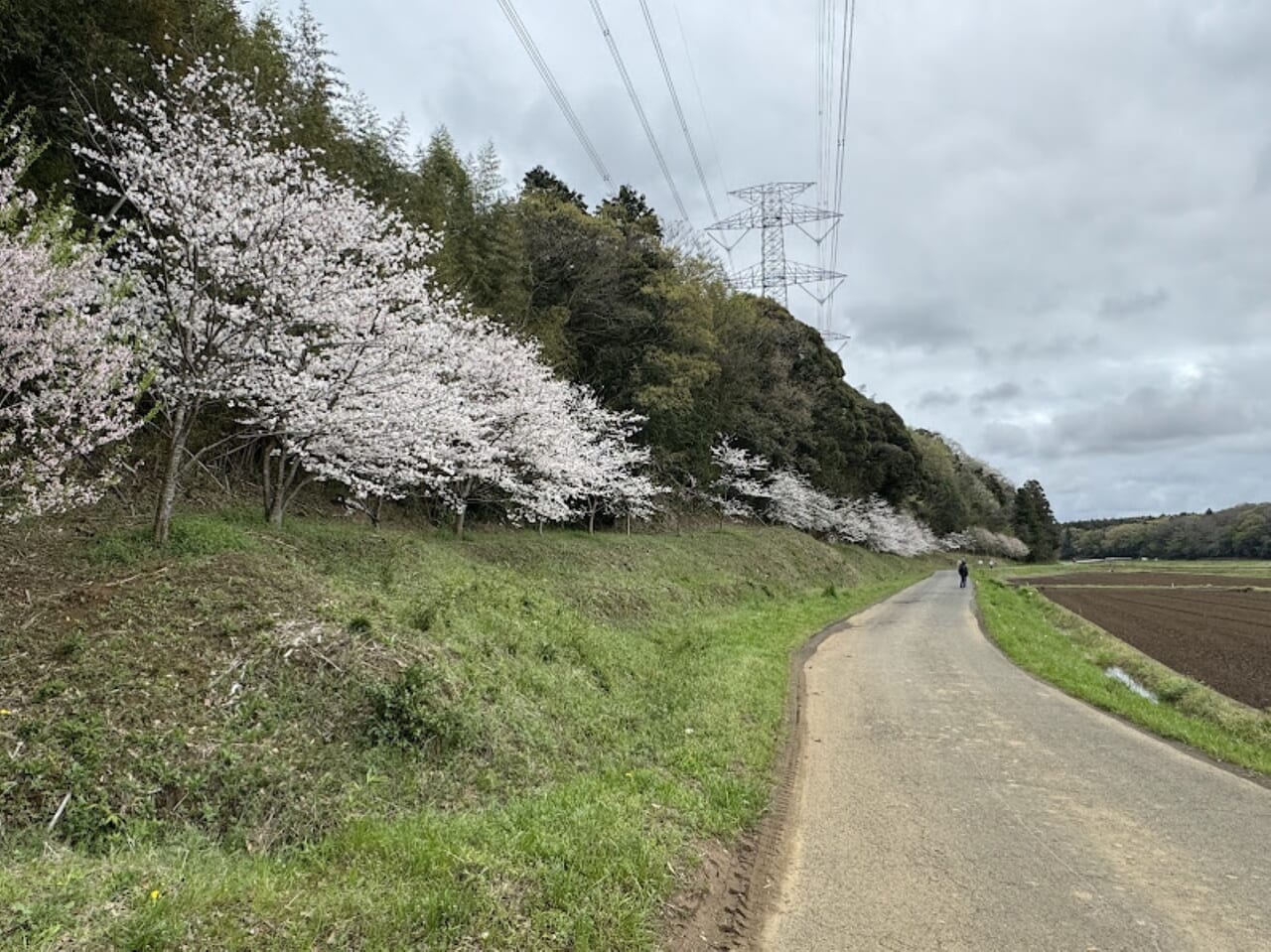 宮の杜と生谷の桜