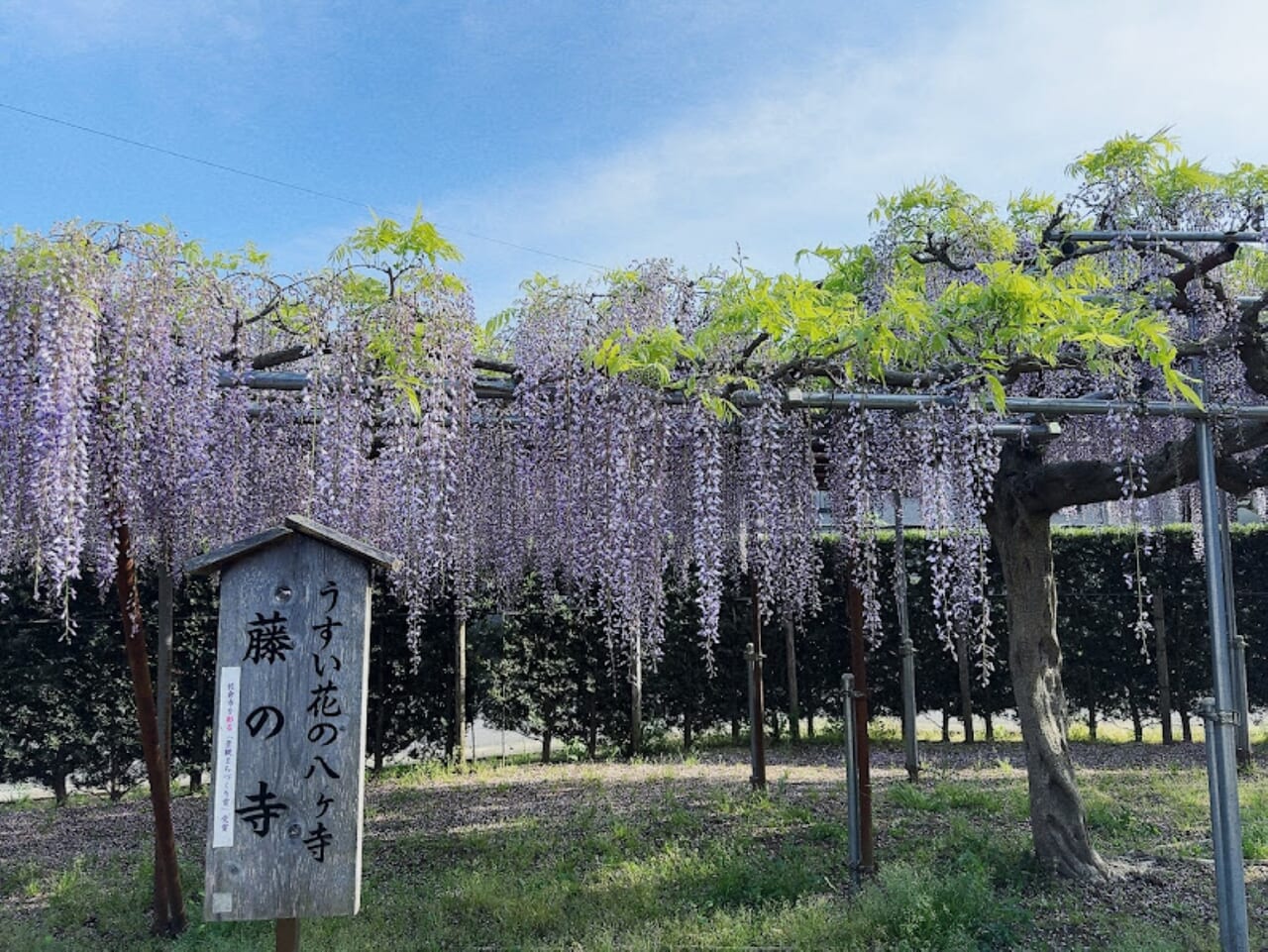 2024年常楽寺藤棚