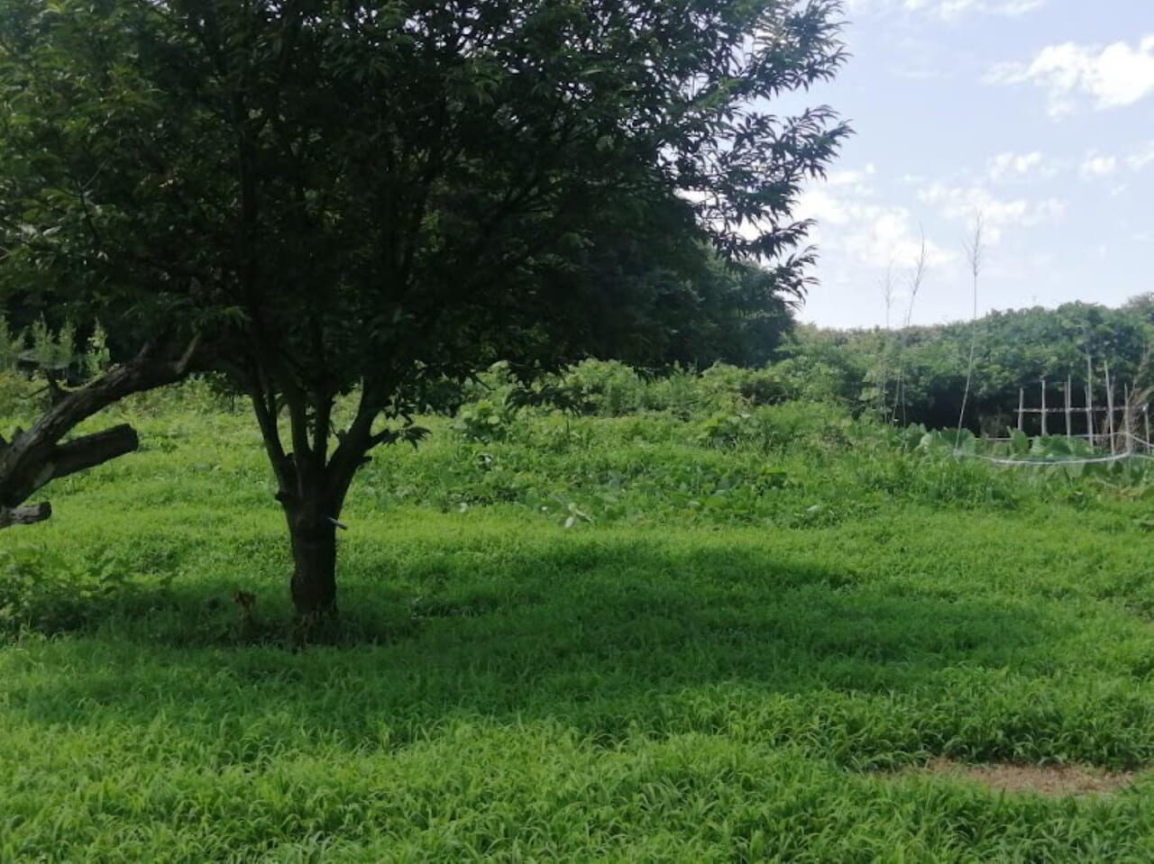 里山スイカ