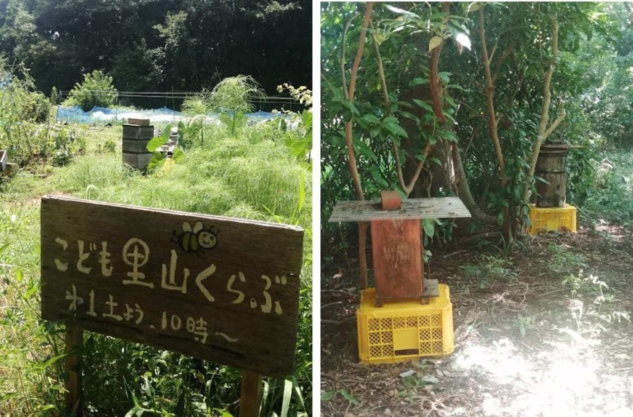 里山スイカ