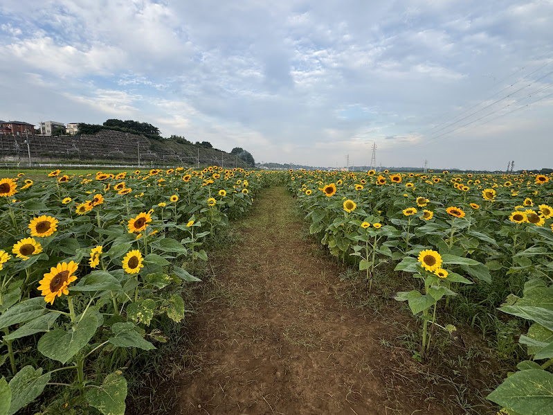 佐倉ふるさと広場