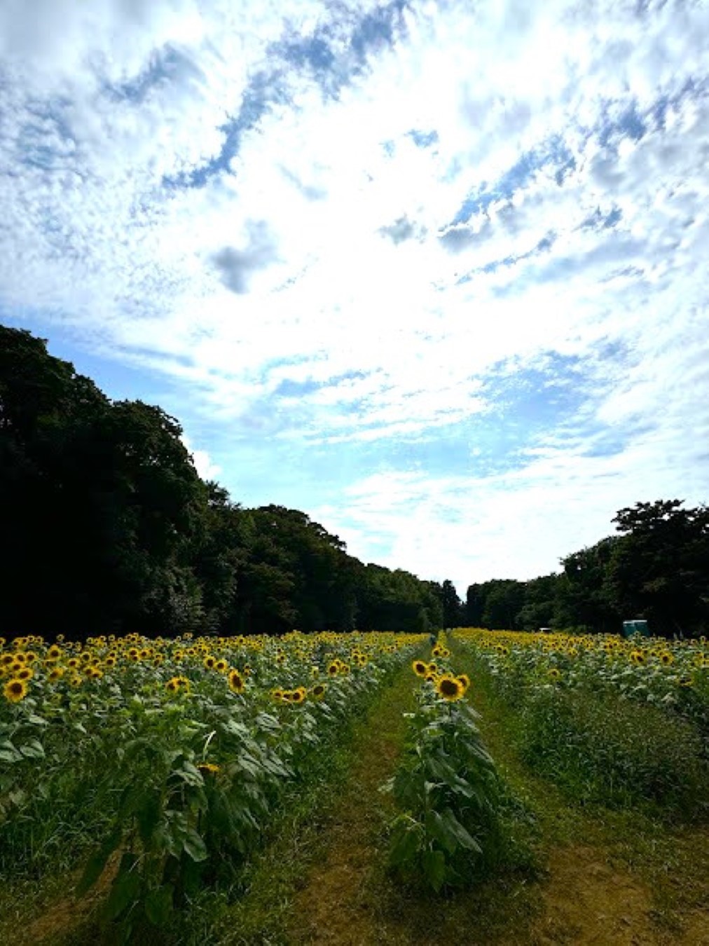 佐倉里山公園ひまわり畑