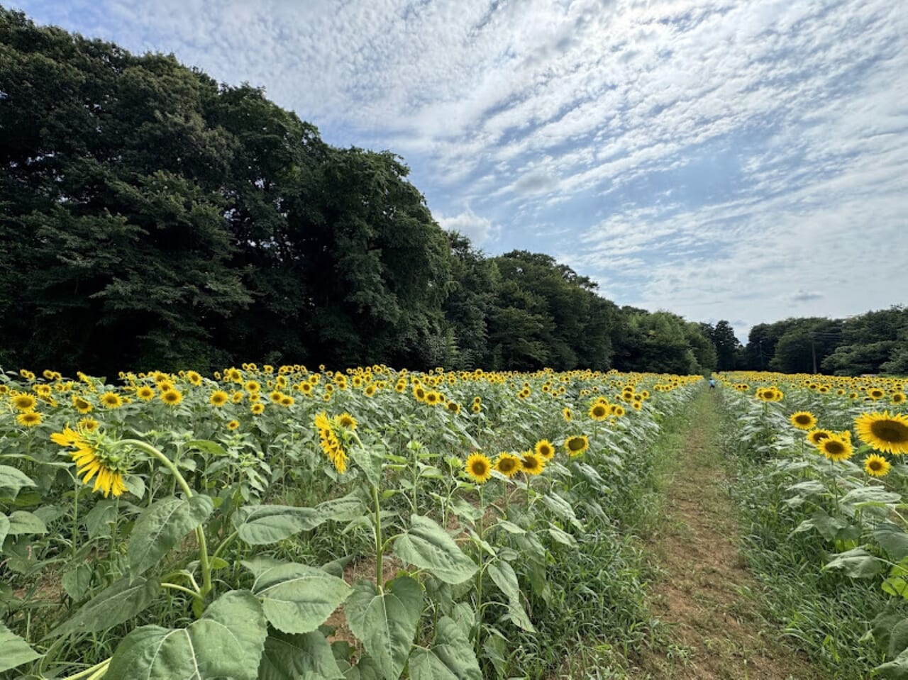 佐倉里山公園ひまわり畑