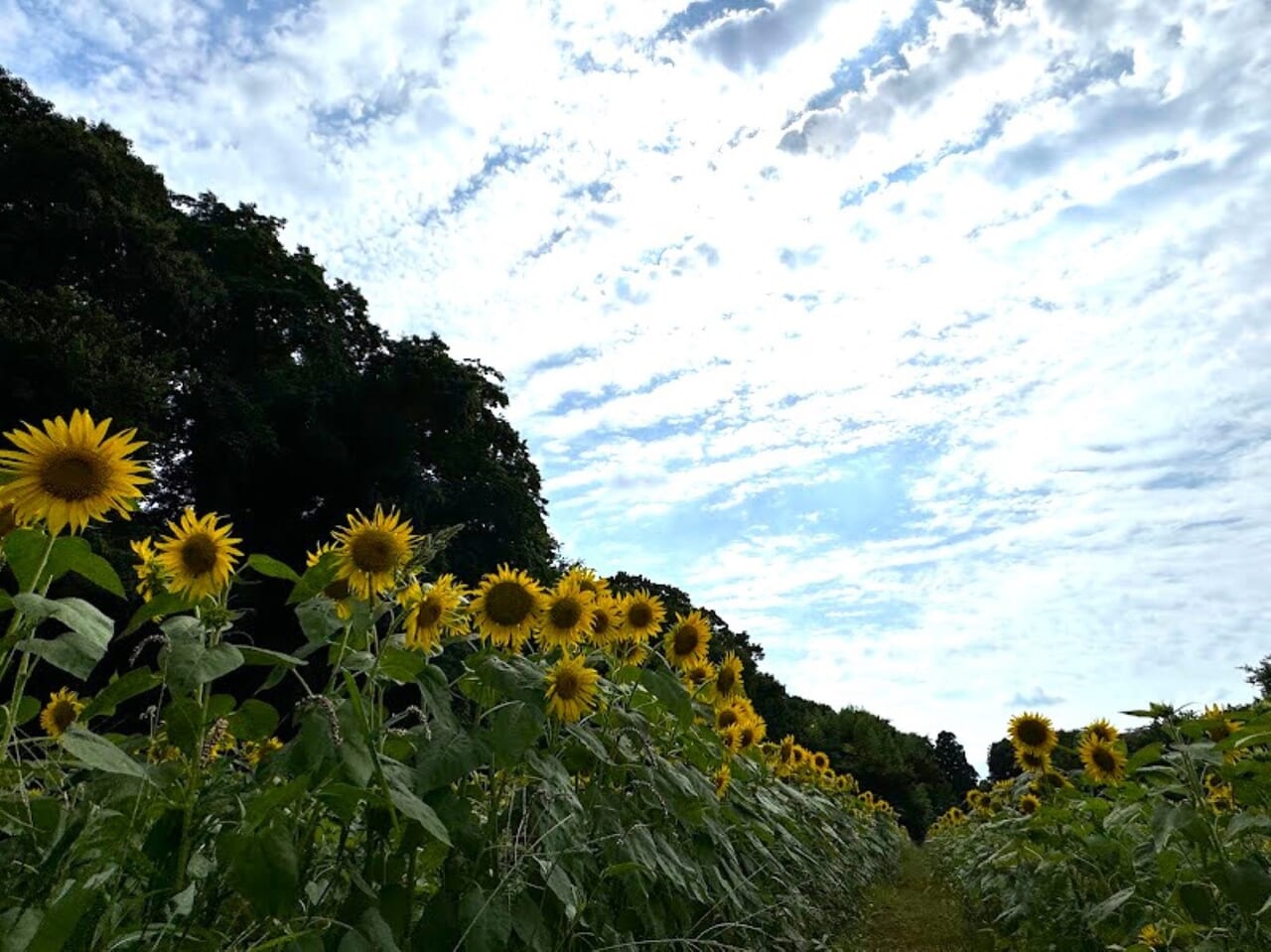 佐倉里山公園ひまわり畑