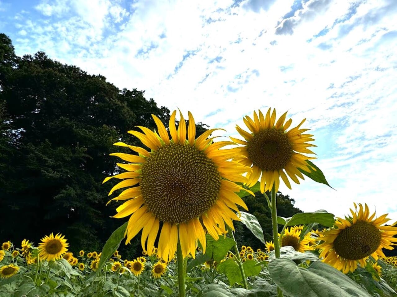 佐倉里山公園ひまわり畑