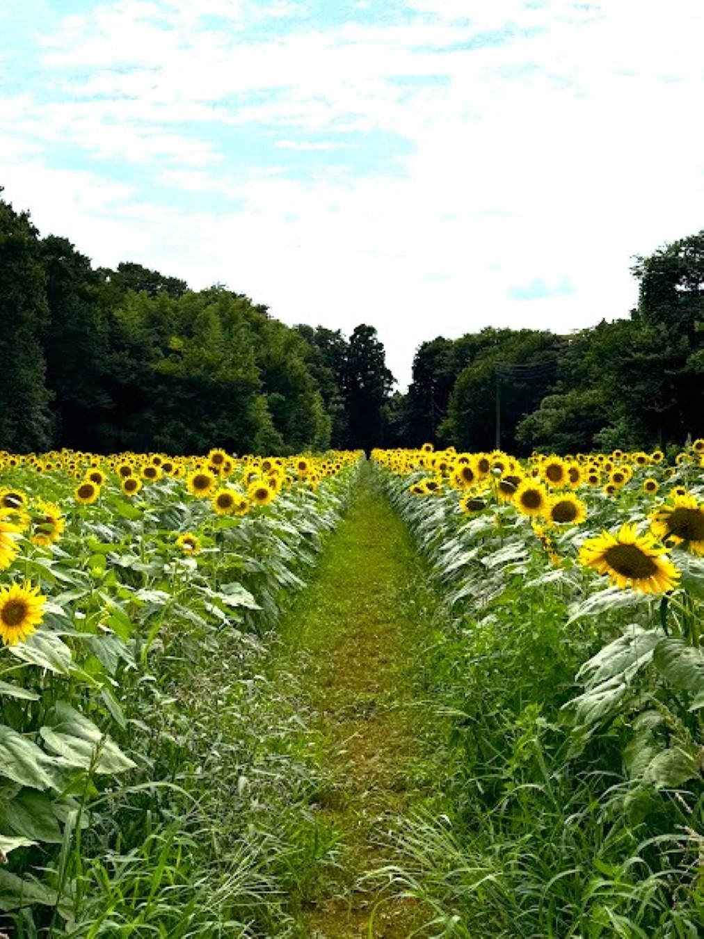 佐倉里山公園ひまわり畑