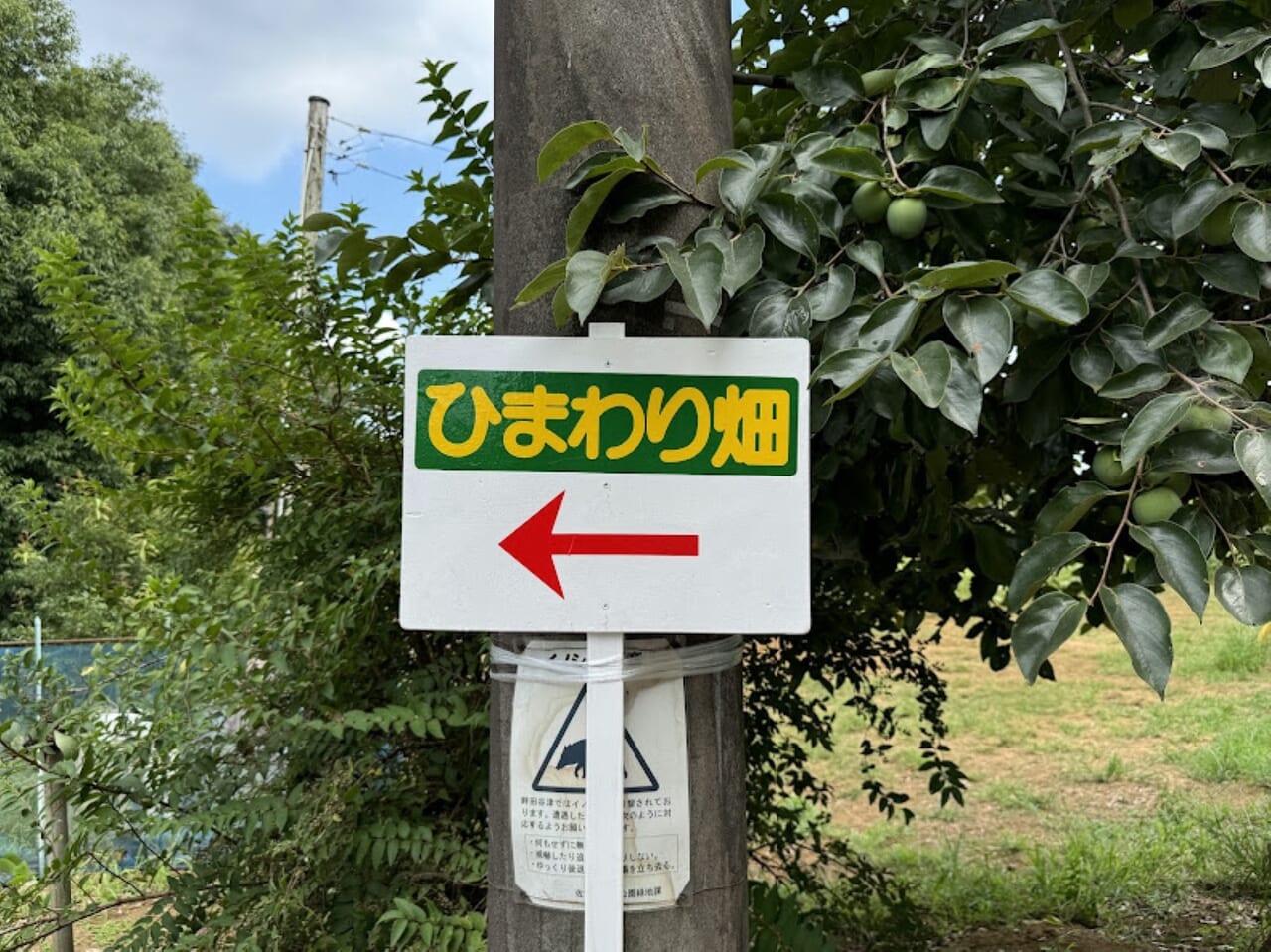 佐倉里山公園ひまわり畑