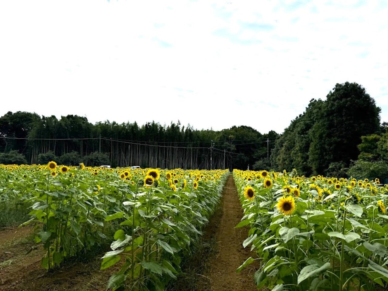 佐倉里山公園ひまわり畑