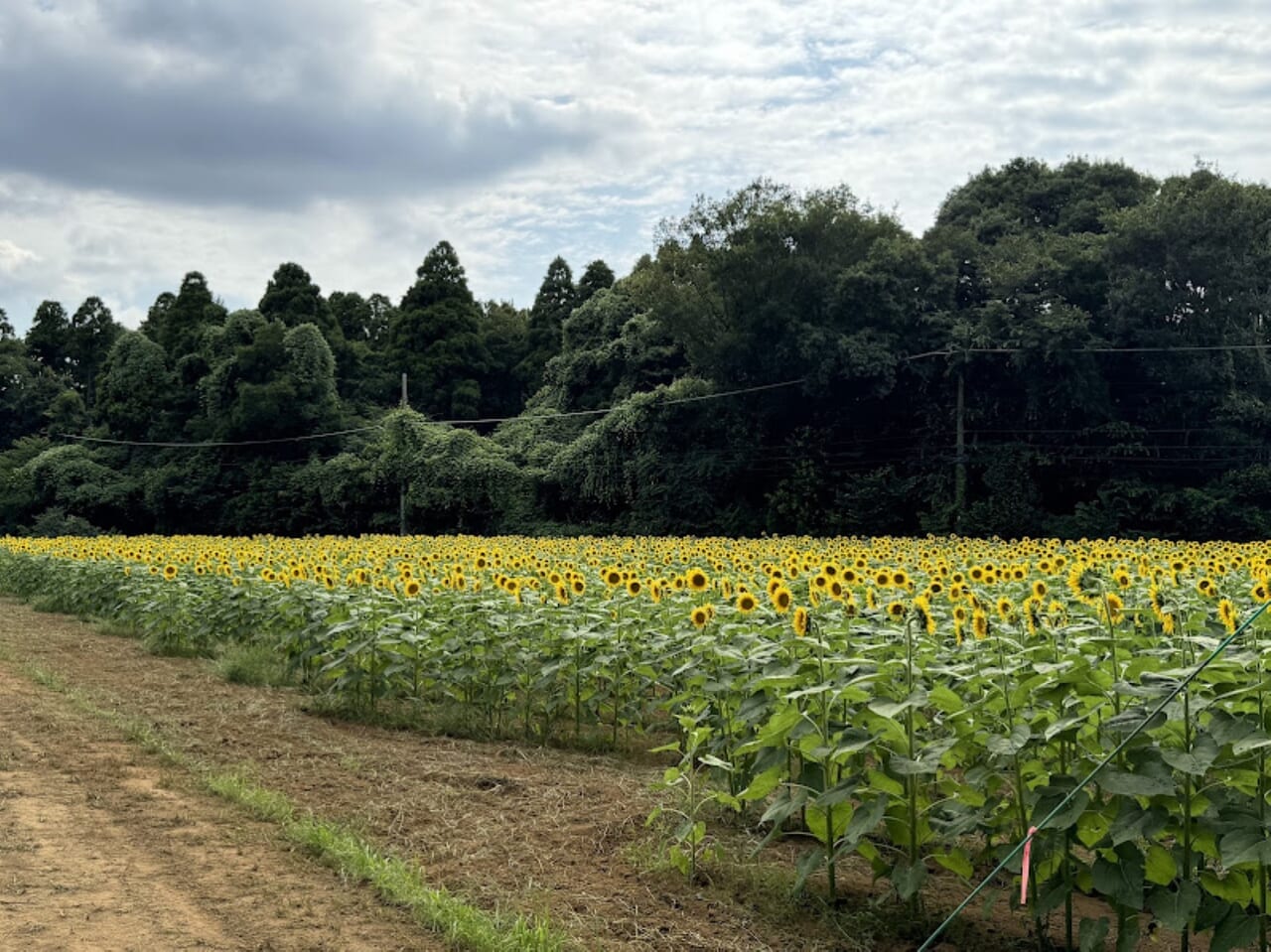 佐倉里山公園ひまわり畑