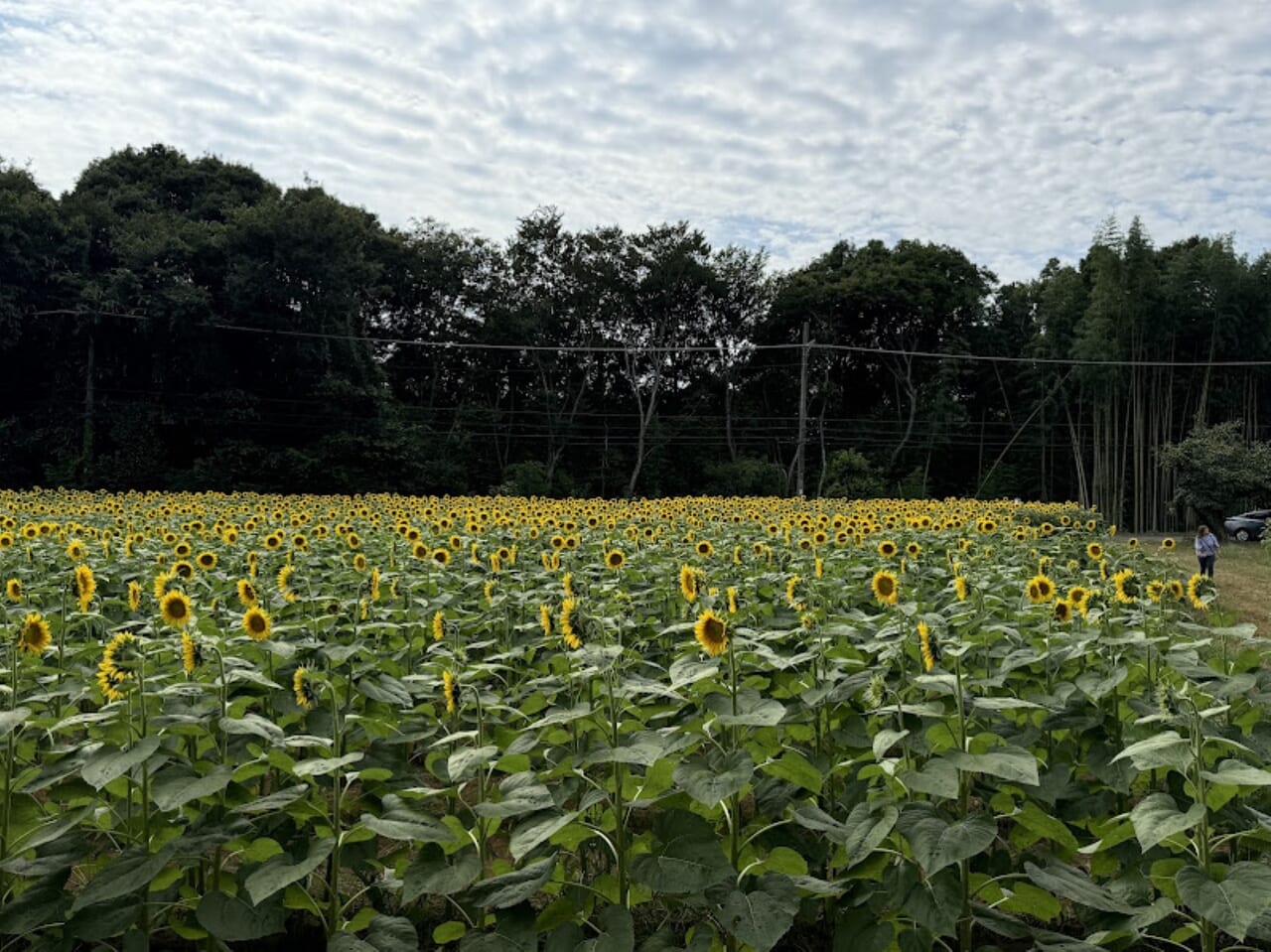 佐倉里山公園ひまわり畑