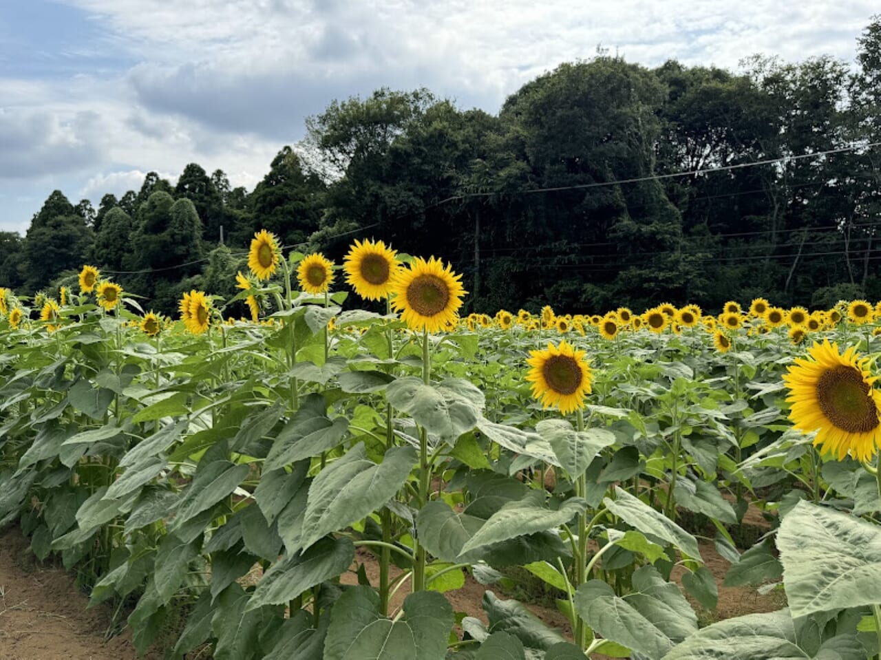 佐倉里山公園ひまわり畑