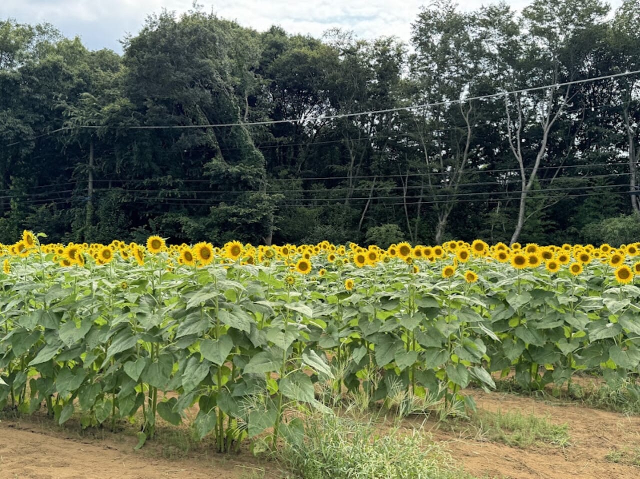 佐倉里山公園ひまわり畑