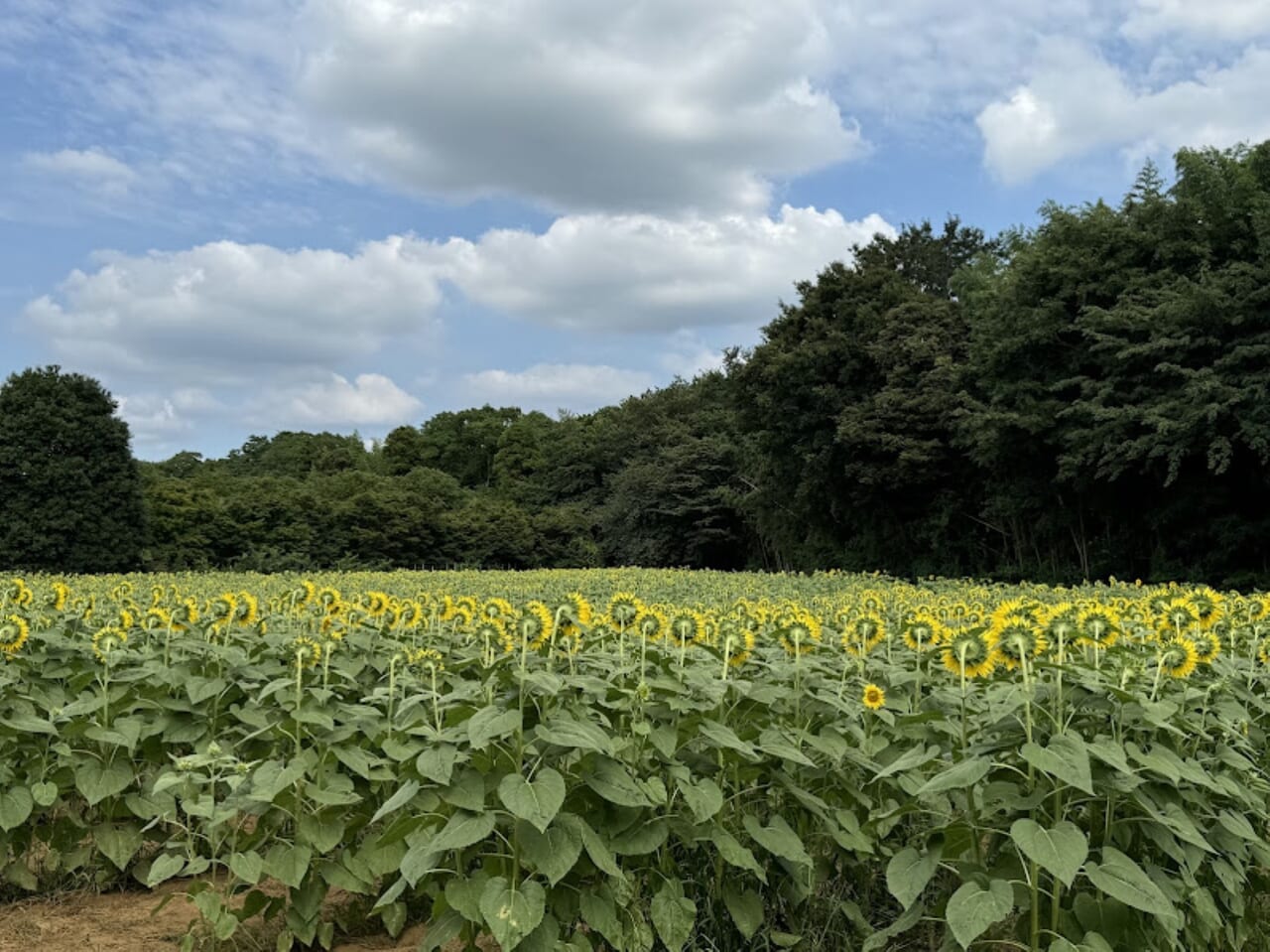 佐倉里山公園ひまわり畑