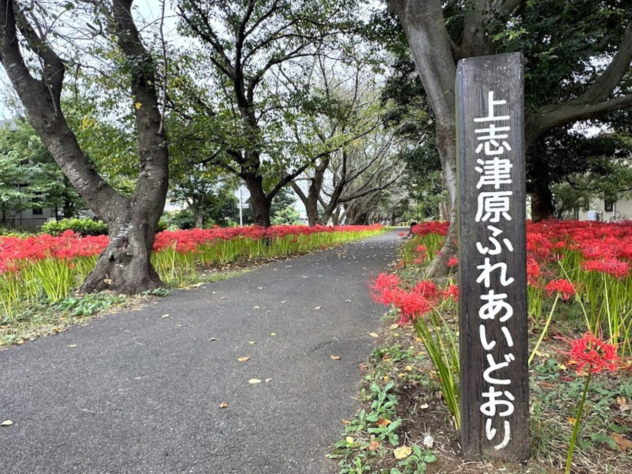 上志津ふれあいどおり彼岸花