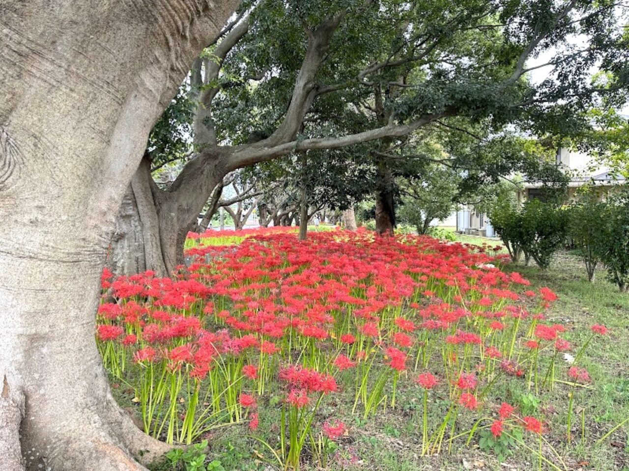 上志津ふれあいどおり彼岸花