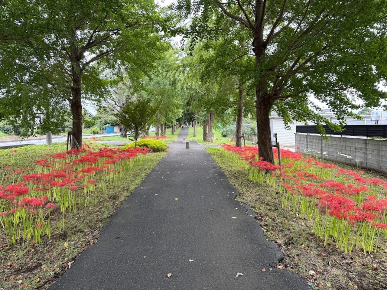 上志津ふれあいどおり彼岸花