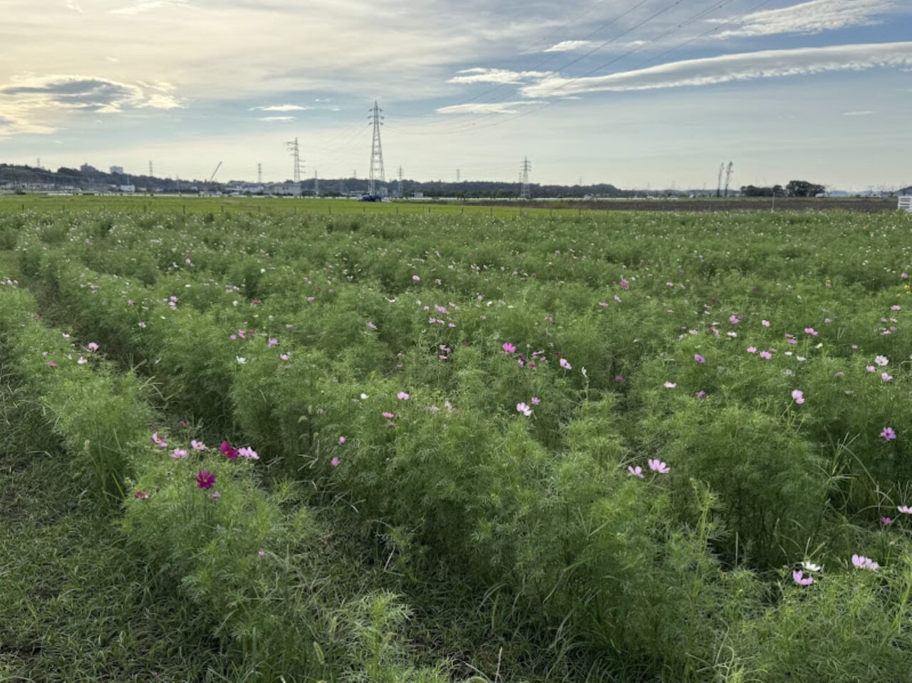 佐倉ふるさと広場