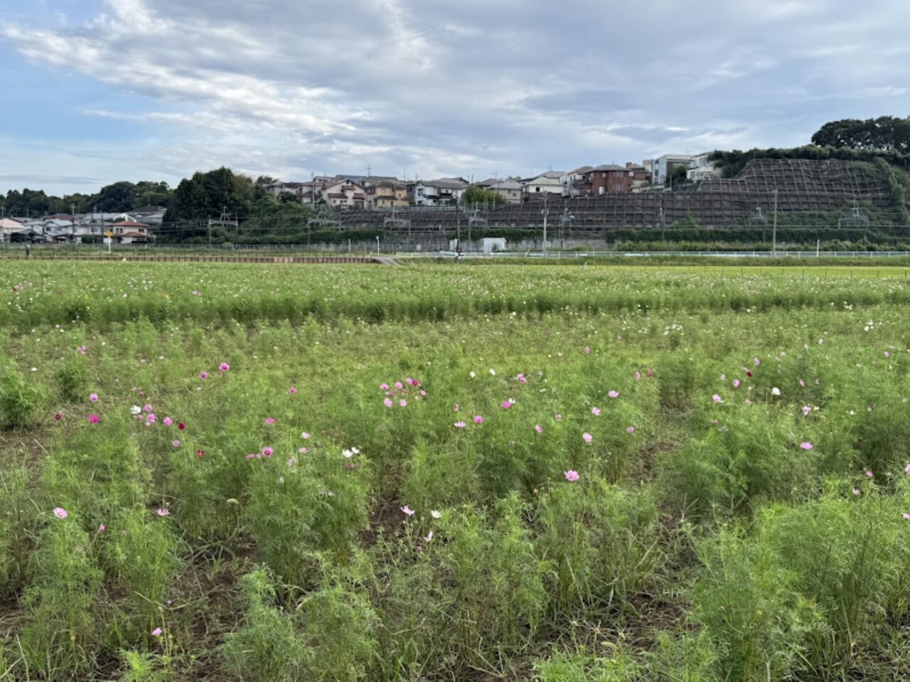 佐倉ふるさと広場