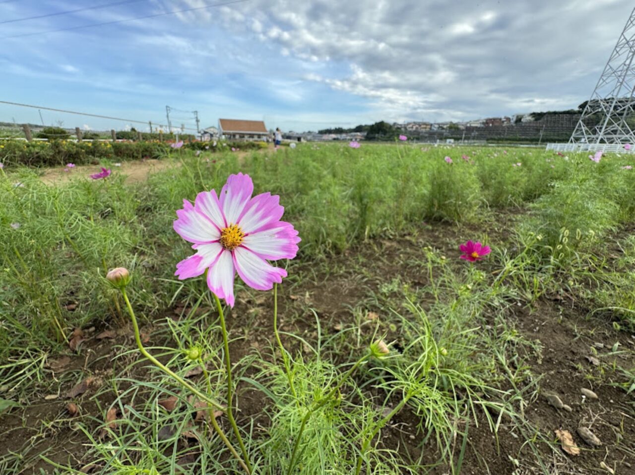 佐倉ふるさと広場